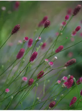 Sanguisorba 'Prim & Proper'