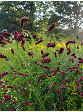 Sanguisorba 'Raspberry Coulis'
