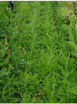 Santolina chamaecyparissus subsp. tomentosa
