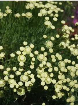 Santolina pinnata subsp. neapolitana 'Edward Bowles'