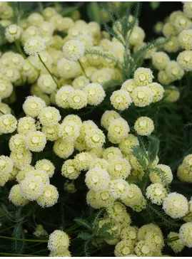 Santolina pinnata subsp. neapolitana