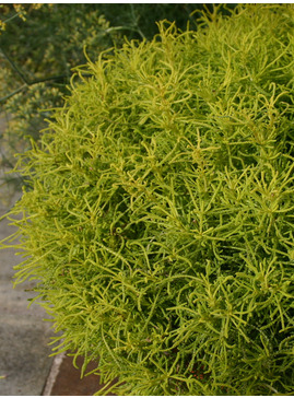 Santolina rosmarinifolia 'Lemon Fizz'