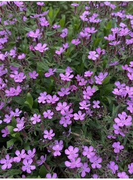 Saponaria ocymoides