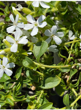 Saponaria ocymoides 'Alba'