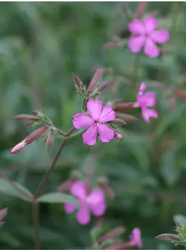 Saponaria &times; lempergii 'Max Frei'