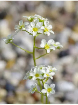 Saxifraga Encrusted Form