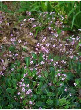 Saxifraga (London Pride Group) 'Miss Chambers'