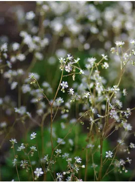 Saxifraga x geum