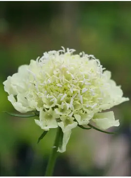 Scabiosa columbaria subsp. ochroleuca