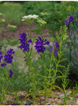 Scutellaria baicalensis