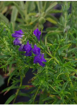 Scutellaria baicalensis