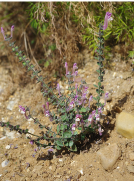 Scutellaria cypria