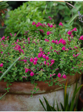 Scutellaria suffrutescens 'Texas Rose'