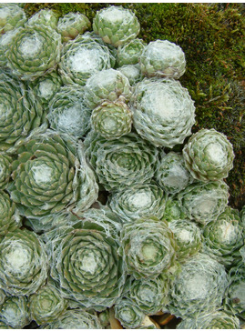 Sempervivum arachnoideum