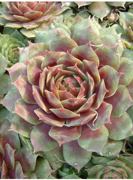 Sempervivum 'Ruby Heart'