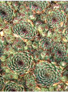 Sempervivum calcareum