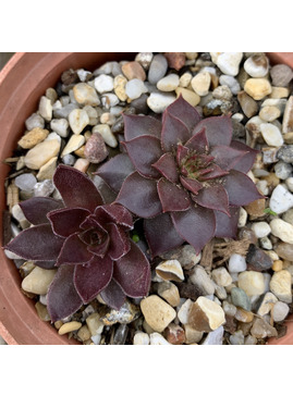 Sempervivum 'Pacific Devil's Food'