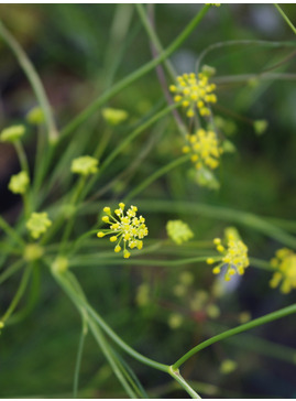 Seseli gracile
