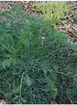 Seseli gummiferum