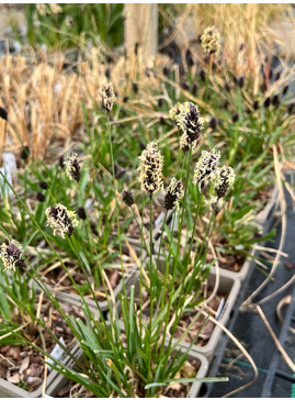 Sesleria heufleriana