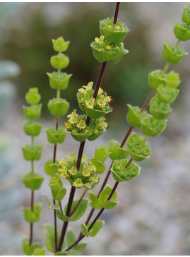 Sideritis cypria