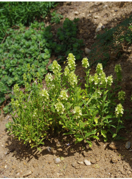 Sideritis hyssopifolia