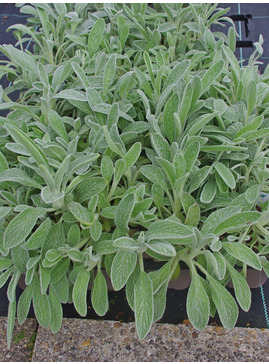 Sideritis scardica