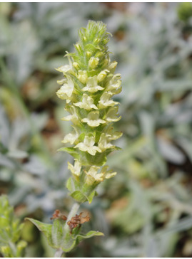 Sideritis syriaca