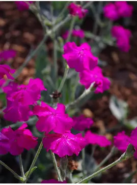 Silene banksia 'Hill Grounds'