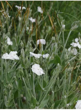 Silene coronaria 'Alba'