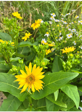 Silphium 'JS Maya'