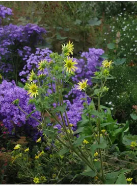 Silphium mohrii