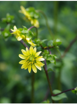 Silphium wasiotense