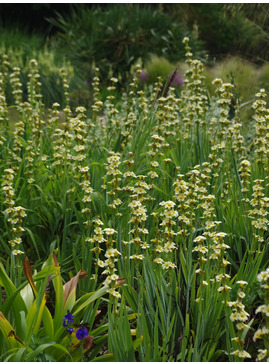 Sisyrinchium striatum