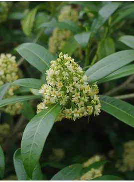 Skimmia x confusa 'Kew Green'