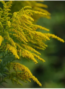 Solidago 'Foxbrook Gold'