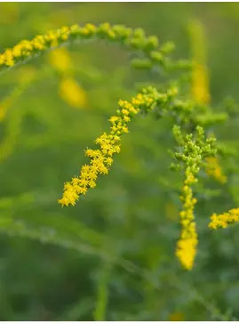 Solidago rugosa 'Fireworks'