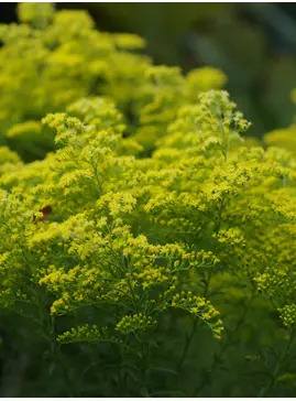 Solidago rugosa 'Loydser Crown'