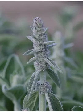 Stachys byzantina 'Big Ears'