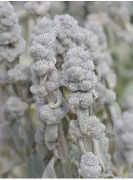 Stachys byzantina 'Cotton Boll'