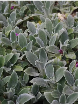 Stachys byzantina 'Silver Carpet'
