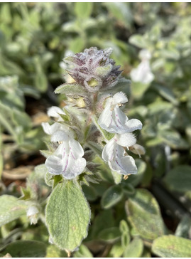 Stachys candida