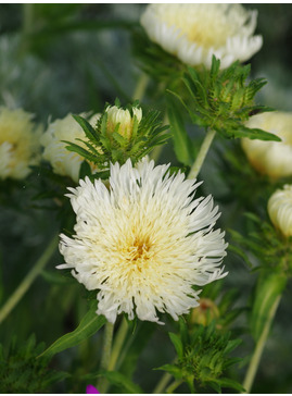 Stokesia laevis 'Mary Gregory' 