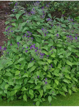 Strobilanthes atropurpurea 1L