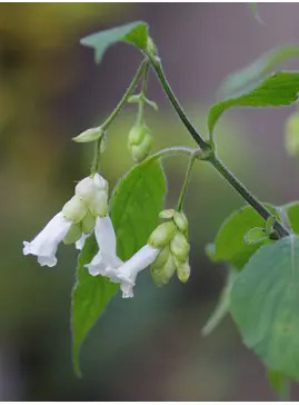 Strobilanthes nutans