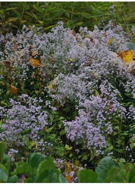 Symphyotrichum 'Blutenregen'
