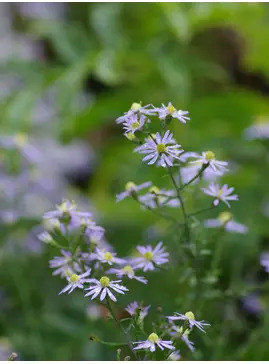 Symphyotrichum 'Blutenregen'