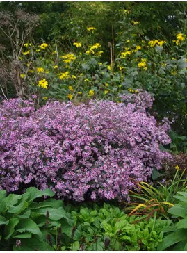 Symphyotrichum 'Coombe Fishacre' 