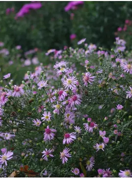 Symphyotrichum 'Coombe Fishacre' 