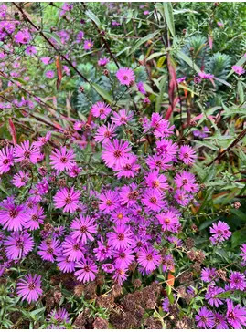 Symphyotrichum 'Knightrider' 